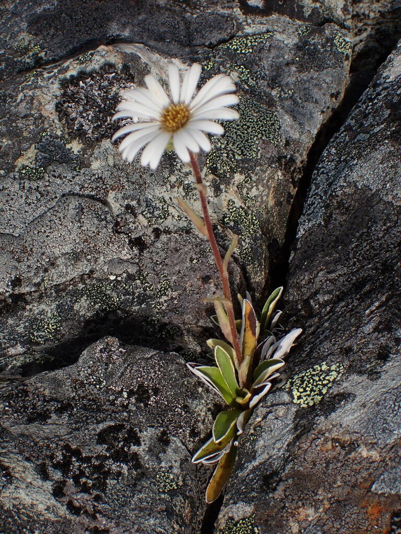 Celmisia hieraciifolia photo 6