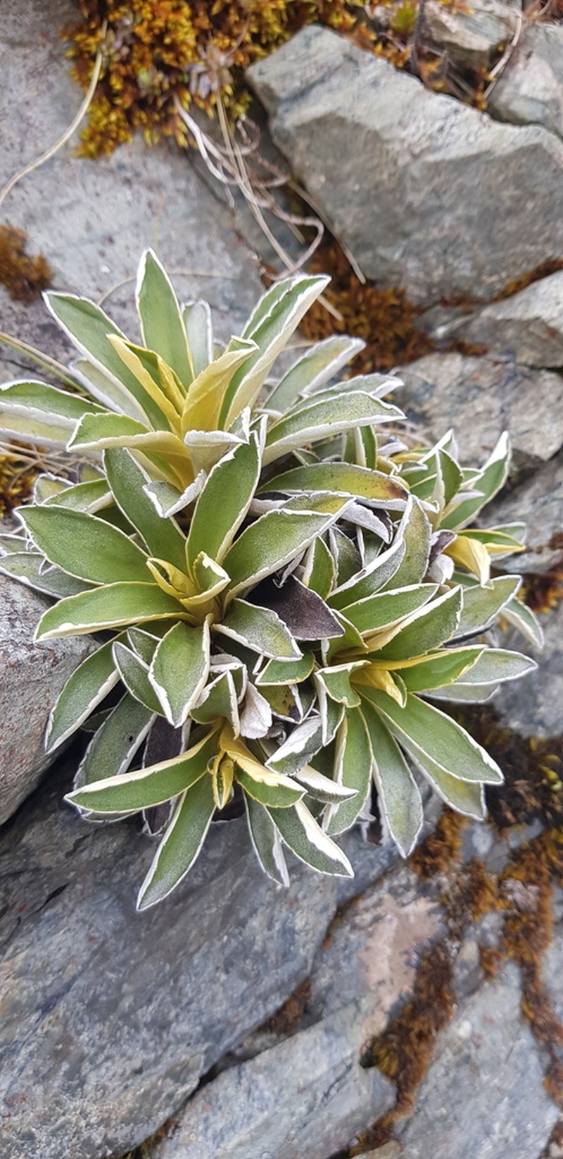 Celmisia hieraciifolia photo 8