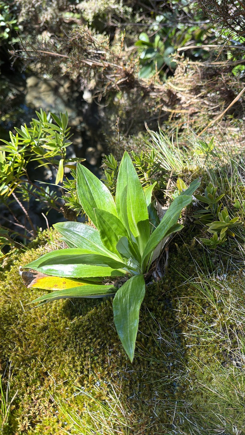 Celmisia holosericea