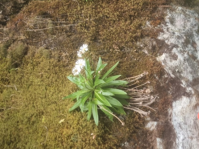 Celmisia holosericea photo 2