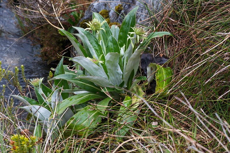 Celmisia holosericea photo 3