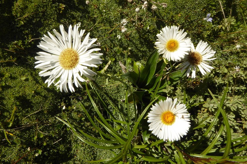 Celmisia holosericea photo 4