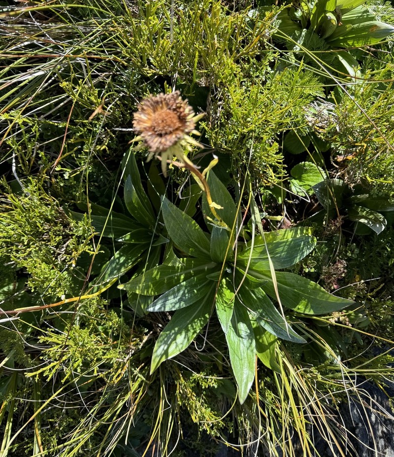 Celmisia holosericea photo 5