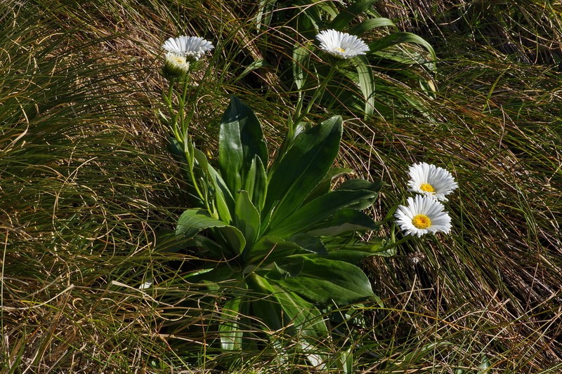 Celmisia holosericea photo 6