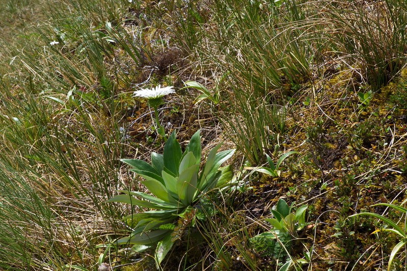Celmisia holosericea photo 7