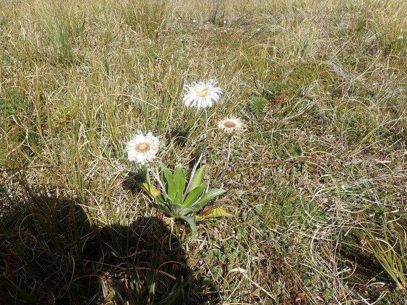Celmisia holosericea photo 8