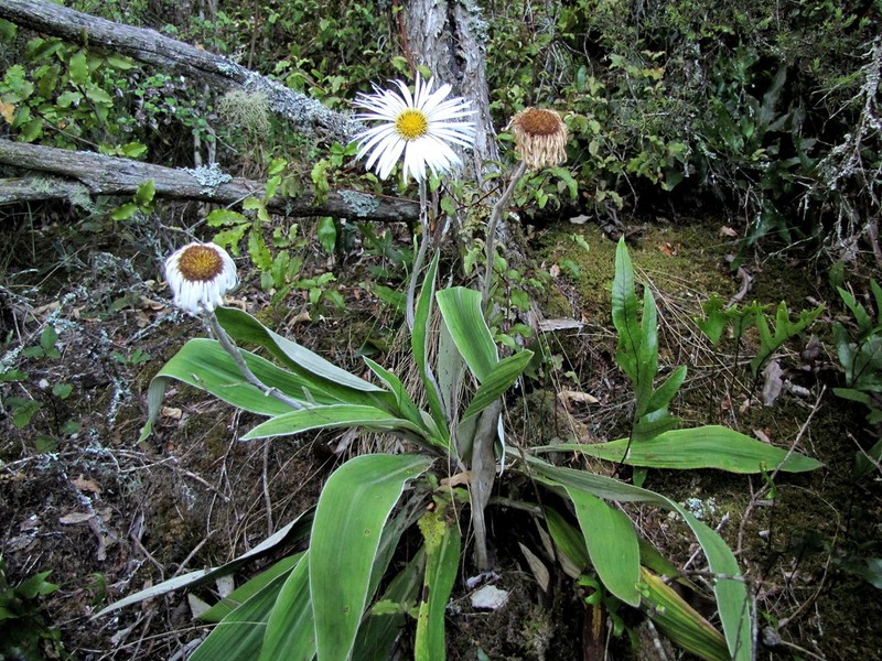 Celmisia hookeri