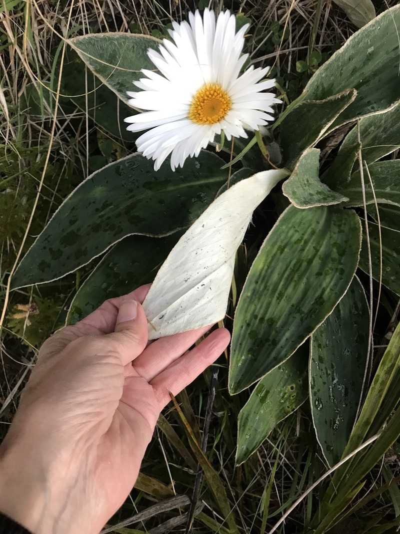 Celmisia hookeri photo 2