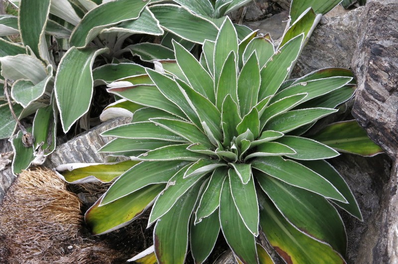 Celmisia hookeri photo 3