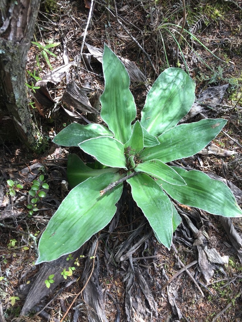 Celmisia hookeri photo 5