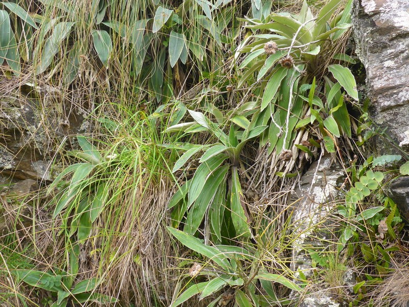 Celmisia hookeri photo 6