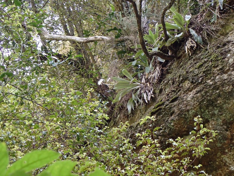 Celmisia hookeri photo 7