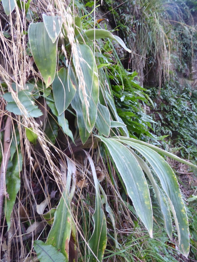 Celmisia hookeri photo 8
