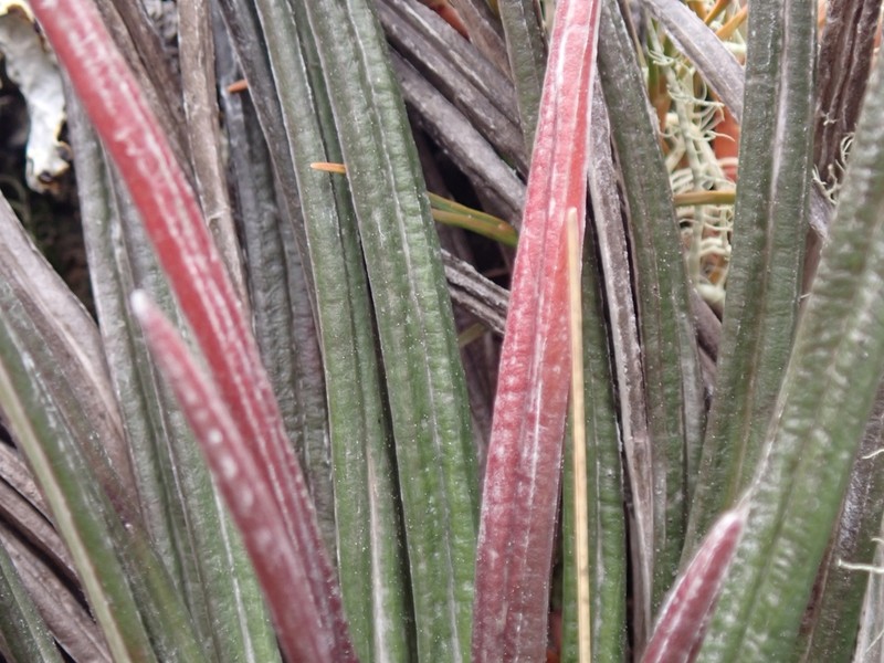Celmisia insignis
