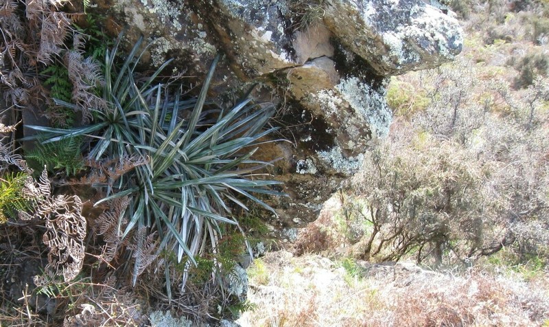 Celmisia insignis photo 2