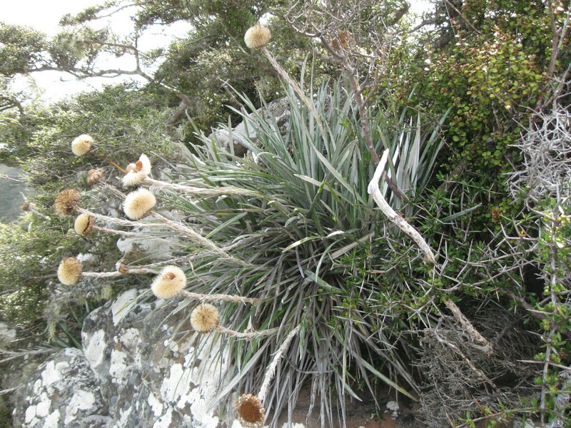 Celmisia insignis photo 3