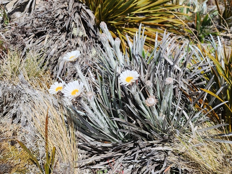 Celmisia insignis photo 4