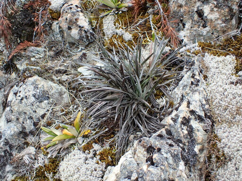 Celmisia insignis photo 5