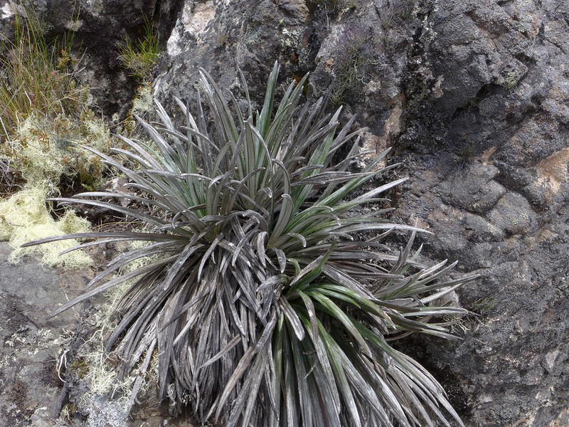 Celmisia insignis photo 6