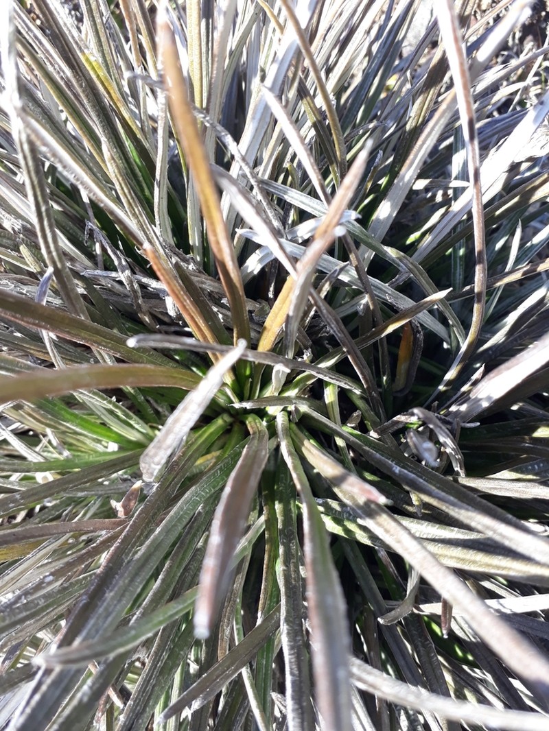 Celmisia insignis photo 8