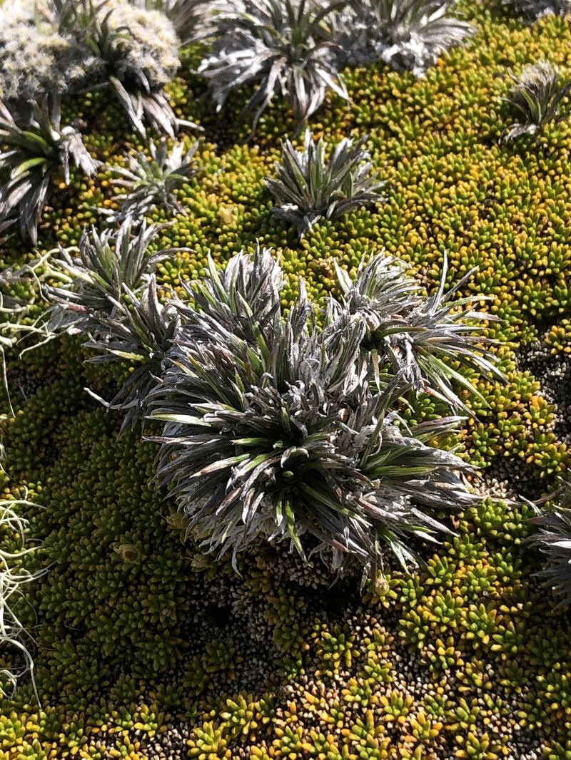 Celmisia laricifolia