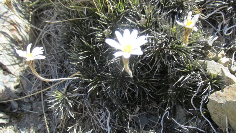 Celmisia laricifolia photo 2