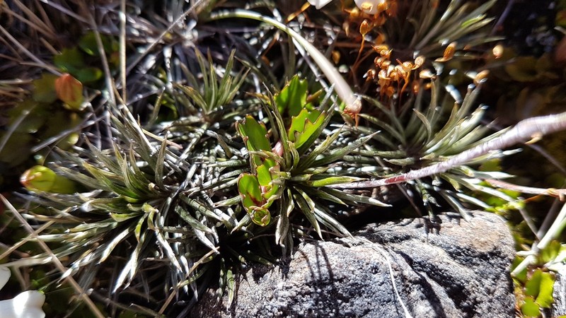 Celmisia laricifolia photo 3