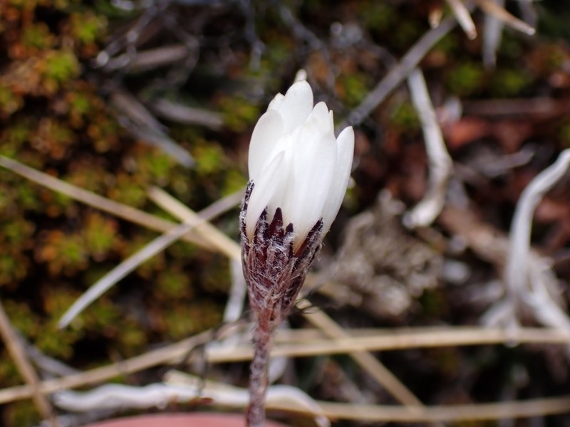 Celmisia laricifolia photo 4