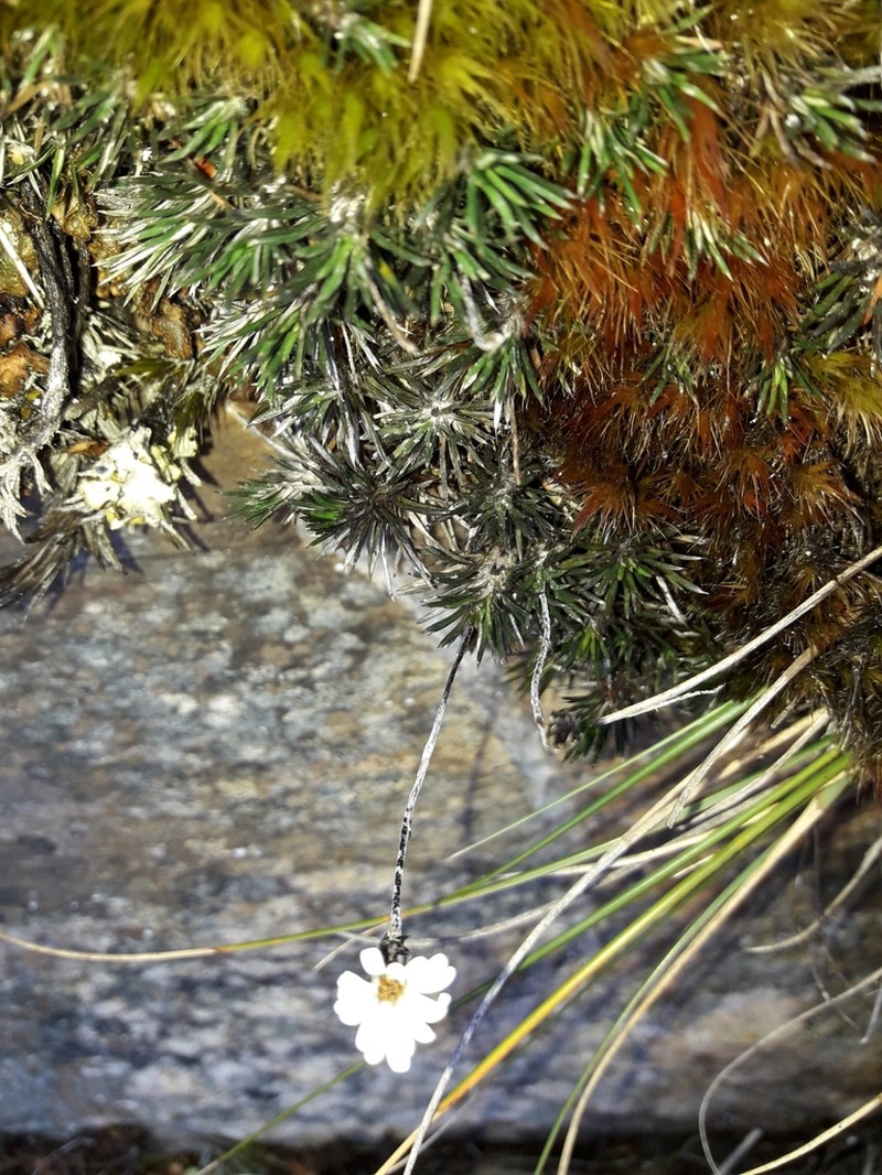 Celmisia laricifolia photo 5