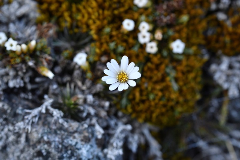 Celmisia laricifolia photo 6