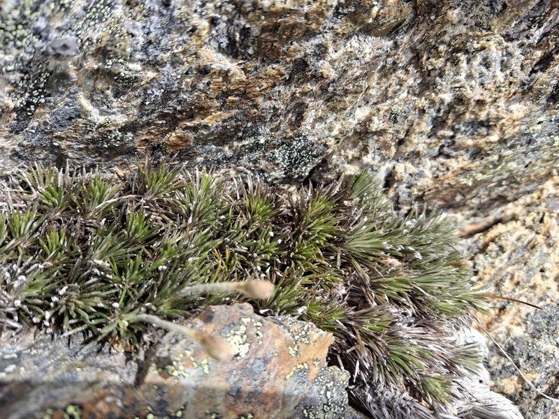 Celmisia laricifolia photo 7
