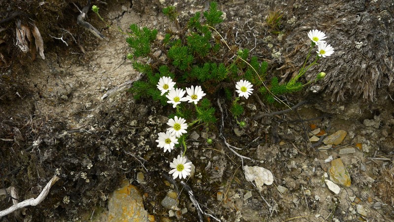 Celmisia lateralis