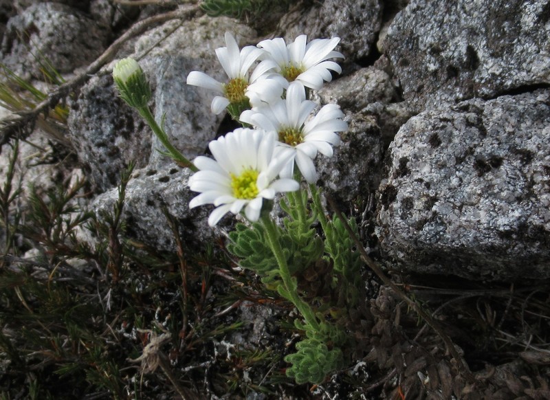 Celmisia lateralis photo 3