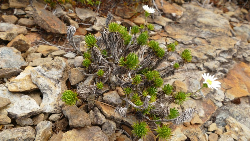 Celmisia lateralis photo 4