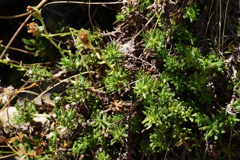 Celmisia lateralis photo 5