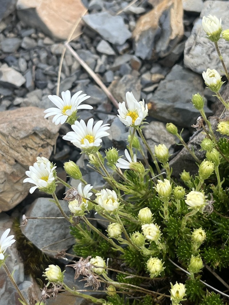Celmisia lateralis photo 6