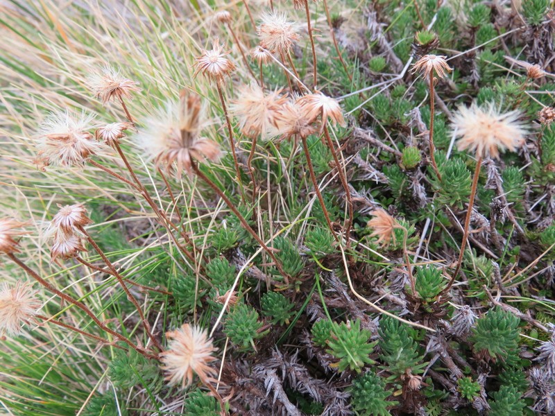 Celmisia lateralis photo 7