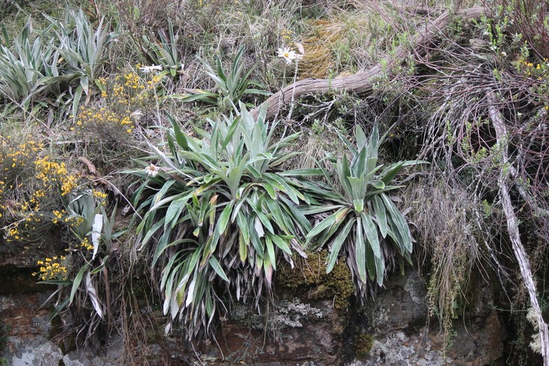 Celmisia latifolia