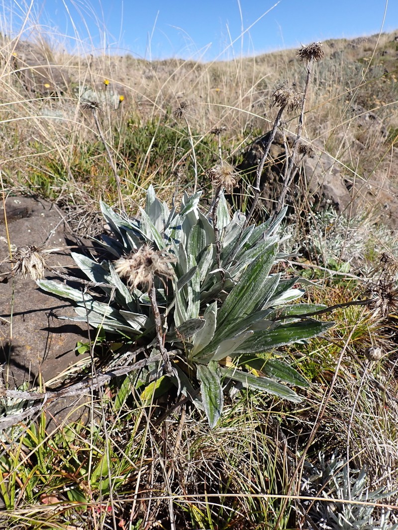 Celmisia latifolia photo 5