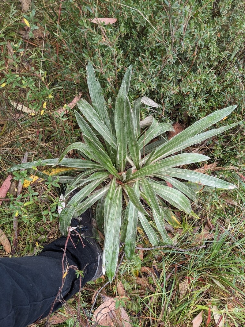Celmisia latifolia photo 6