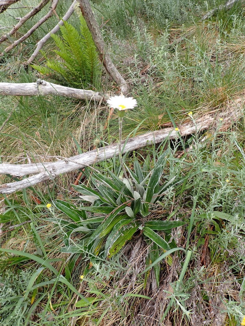 Celmisia latifolia photo 7