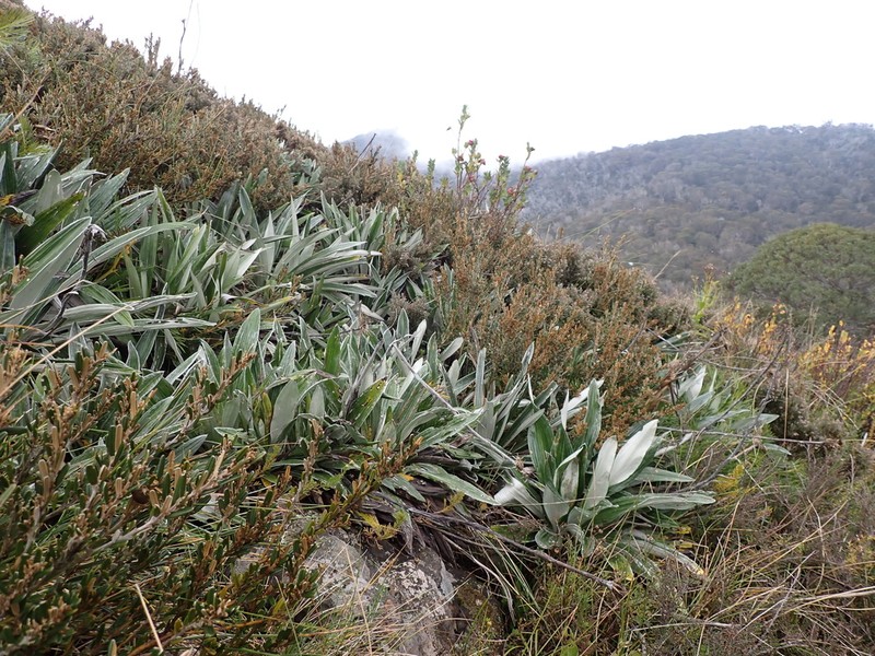 Celmisia latifolia photo 8