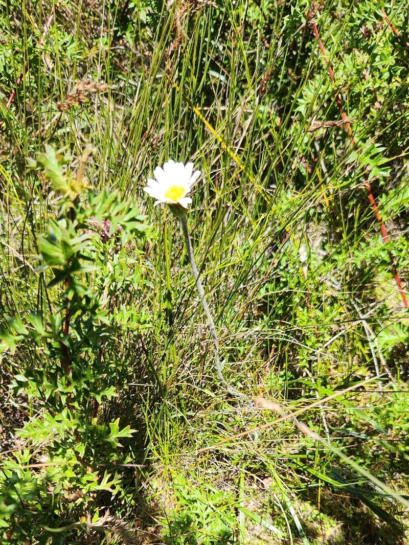 Celmisia longifolia photo 2