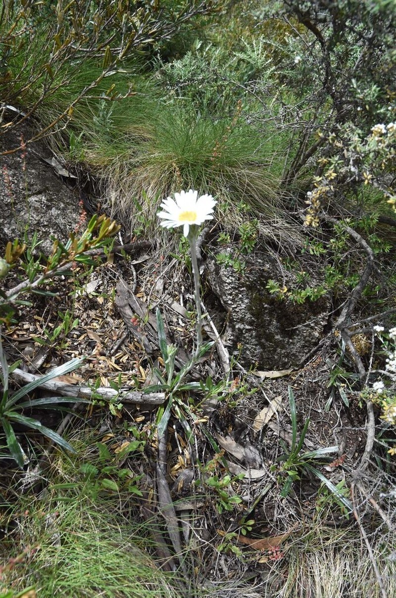 Celmisia longifolia photo 4