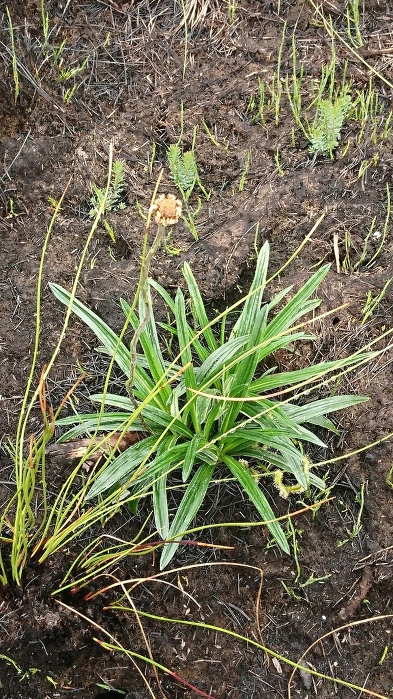 Celmisia longifolia photo 7