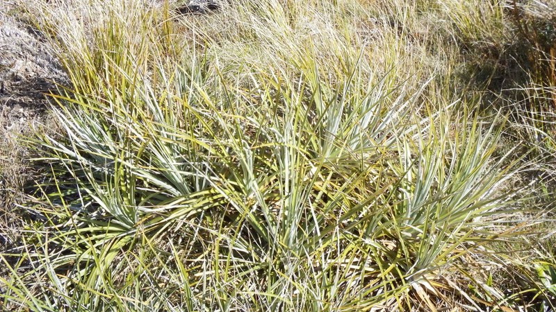 Celmisia lyallii