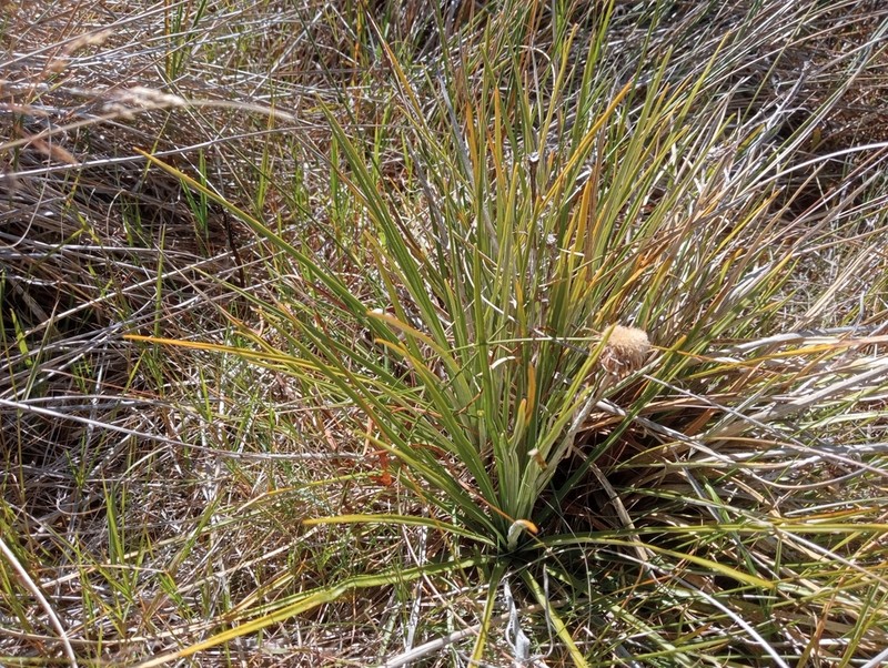 Celmisia lyallii photo 2