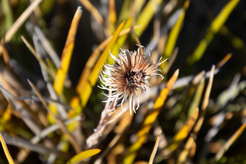 Celmisia lyallii photo 3