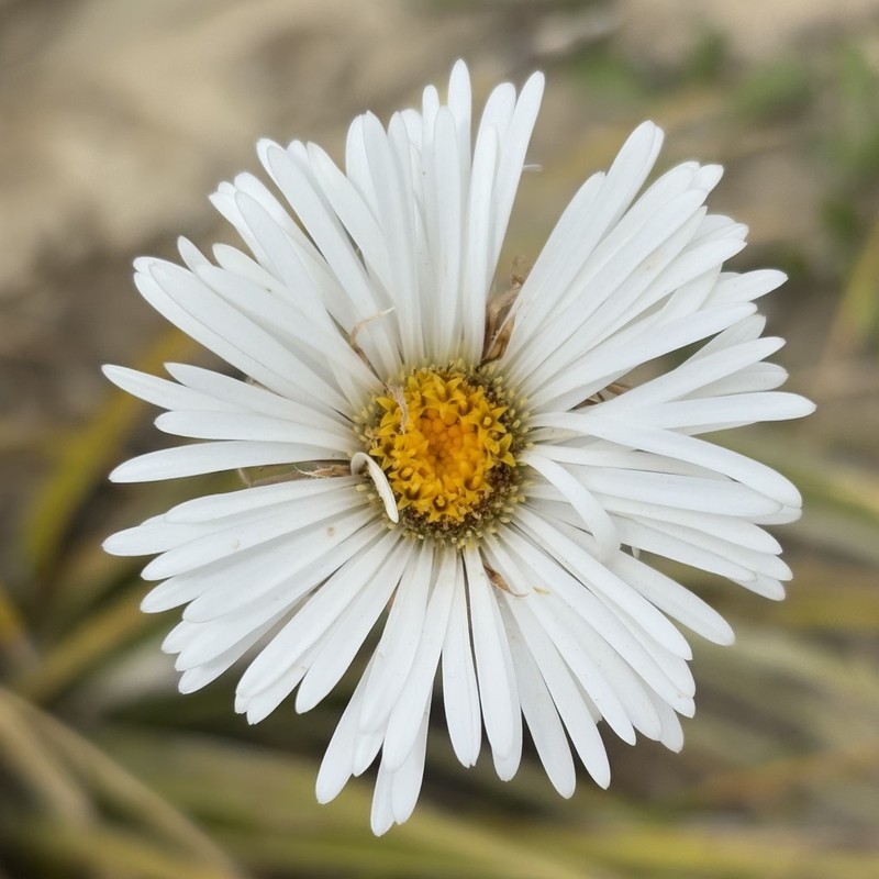 Celmisia lyallii photo 4