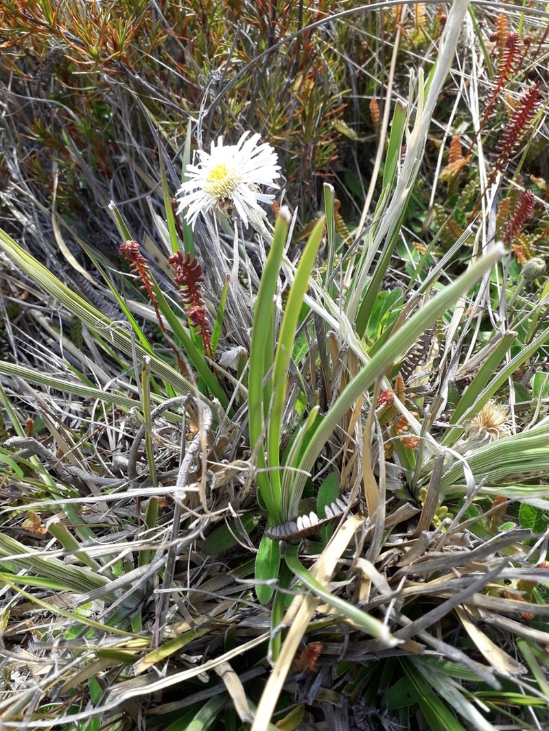 Celmisia lyallii photo 5